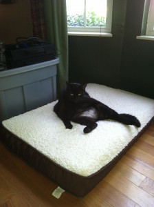 King of the dog bed.